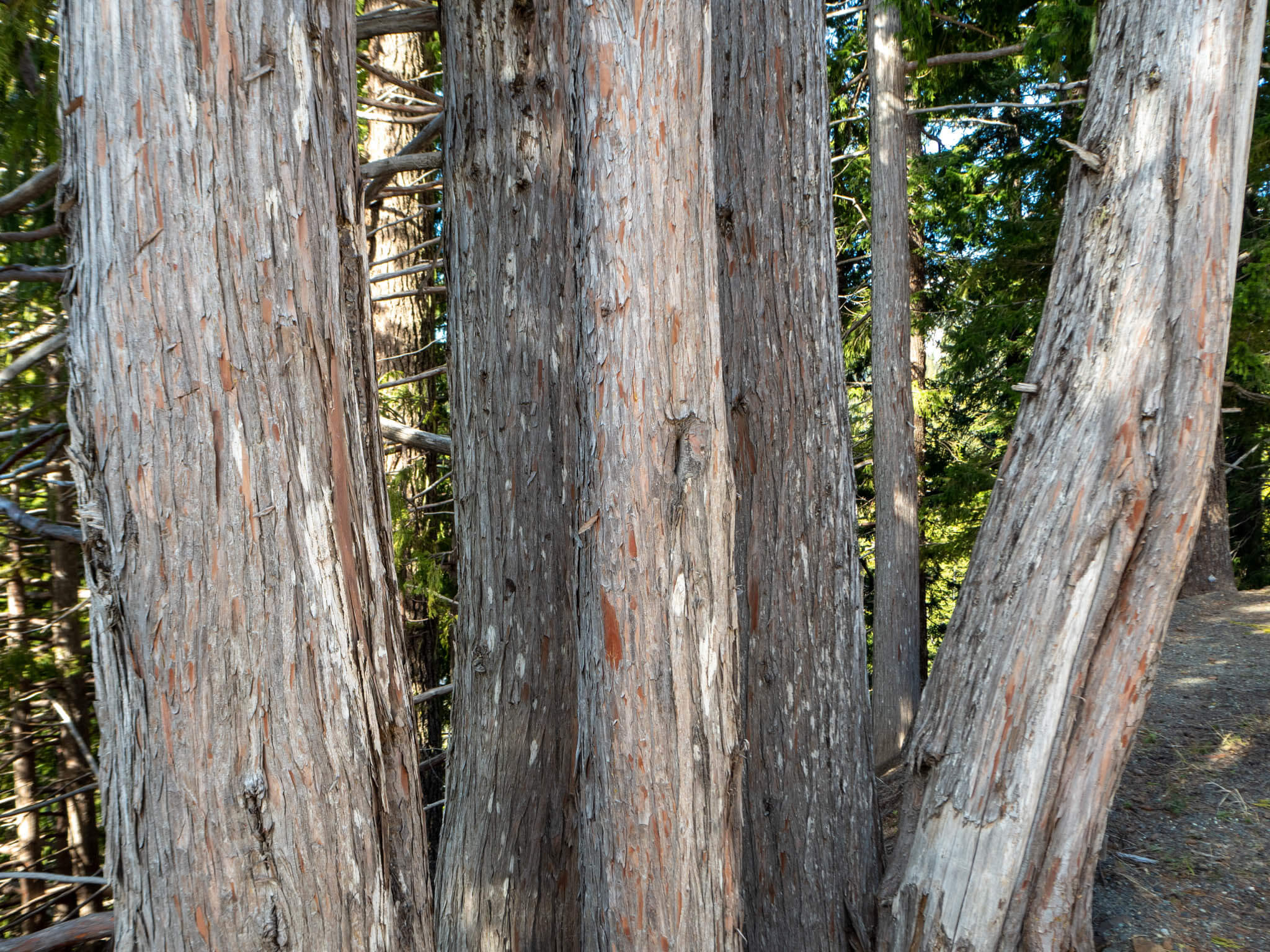 Cupressus macrocarpa 'Lutea'